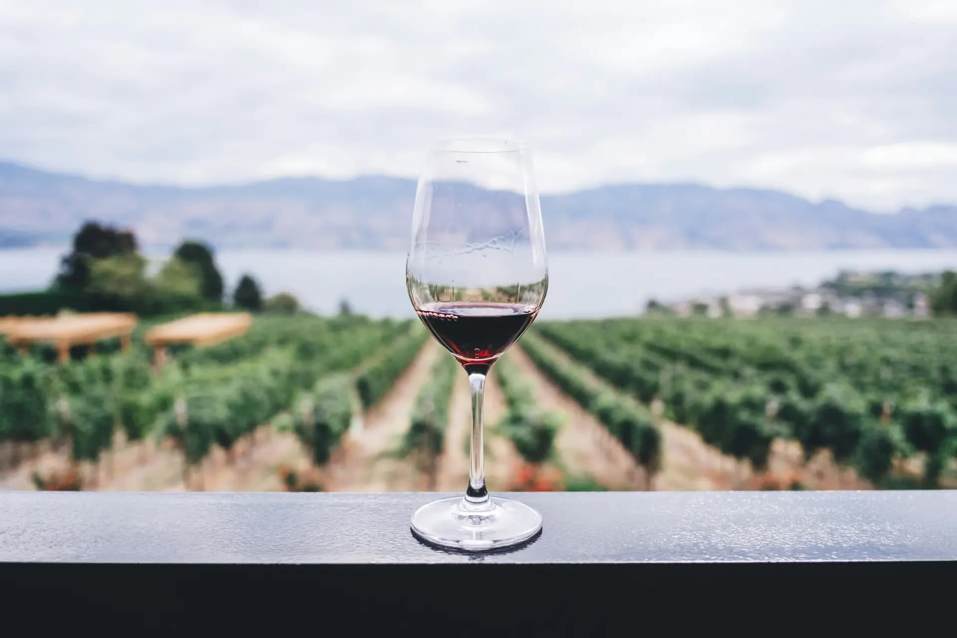 Wineyard